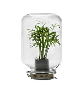 Serre autonome Pikaplant objet insolite